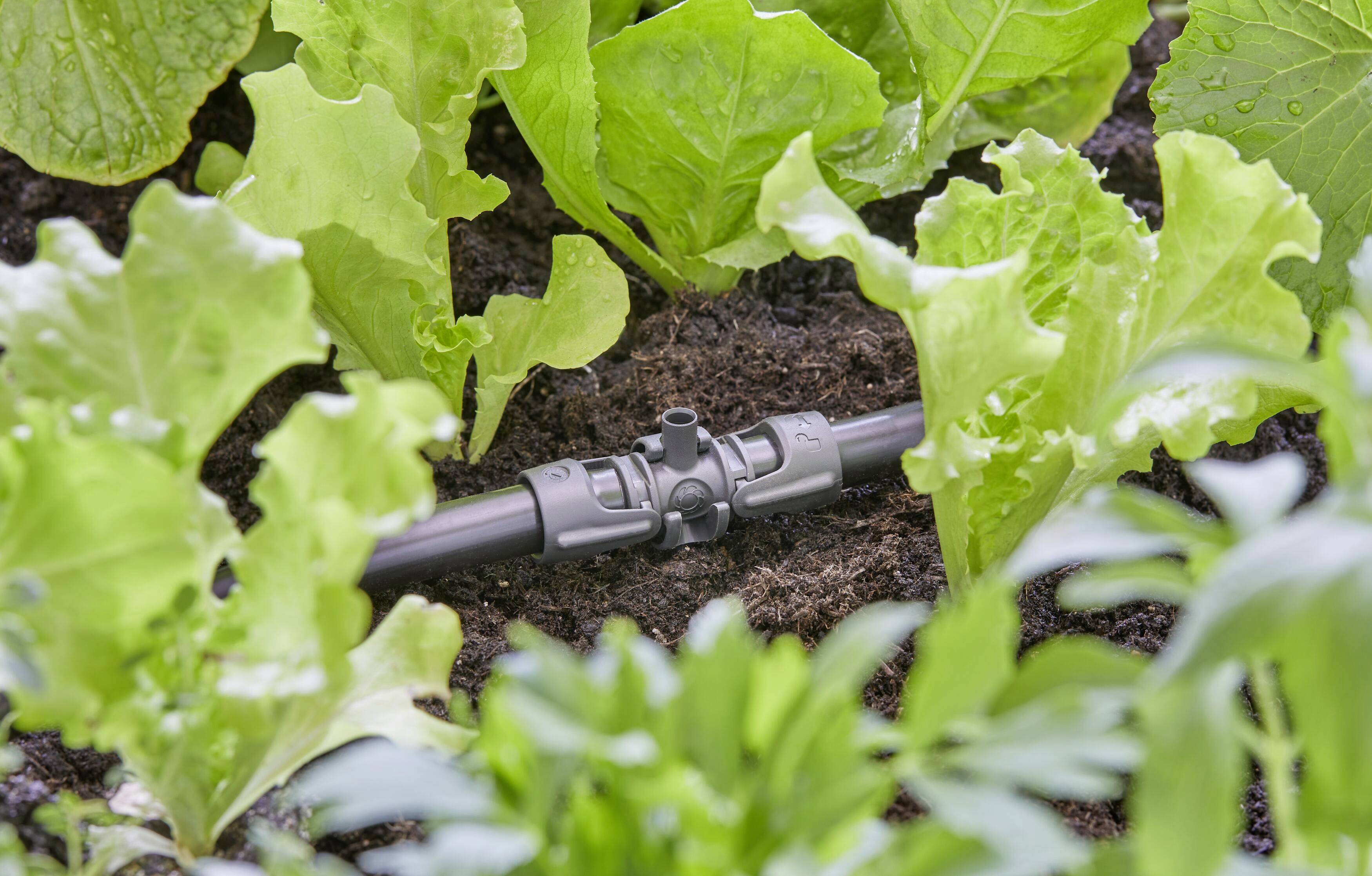 Ein Bewässerungssystem bewässert frischen Regenkopfsalat in einem Gartenbeet. Tropfschläuche verteilen Wasser gleichmäßig.