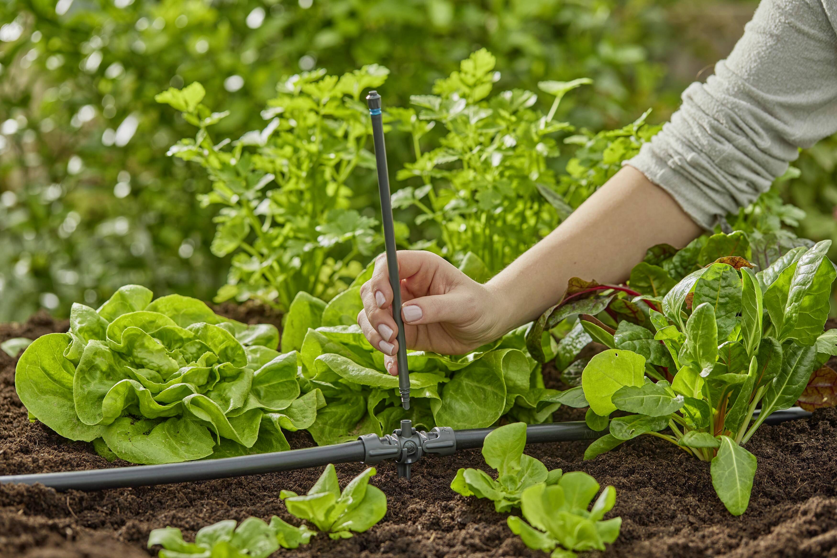 Eine Person justiert ein Bewässerungssystem in einem Garten mit grünen Salat- und Spinatpflanzen.