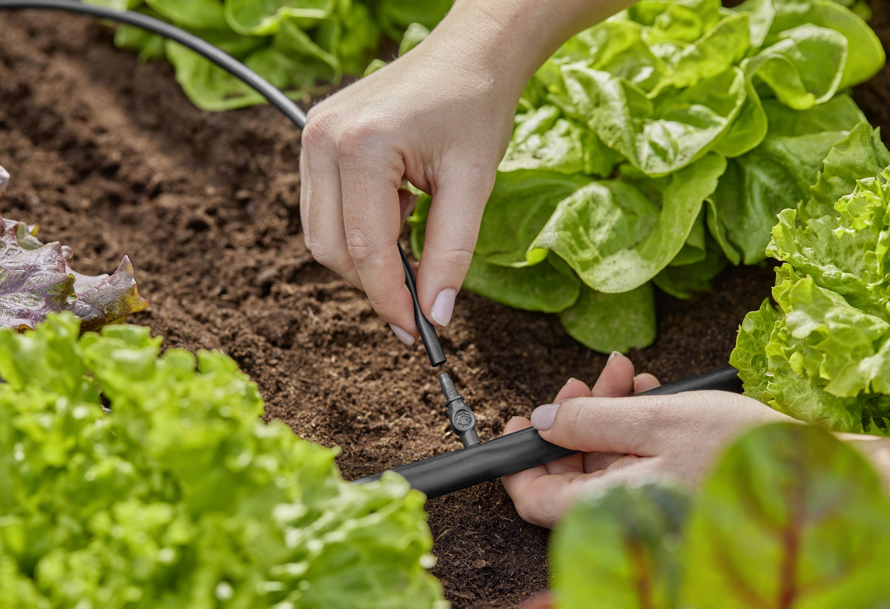Hände installieren ein Bewässerungssystem in einem Gemüsegarten mit grünem Salat im Vordergrund.