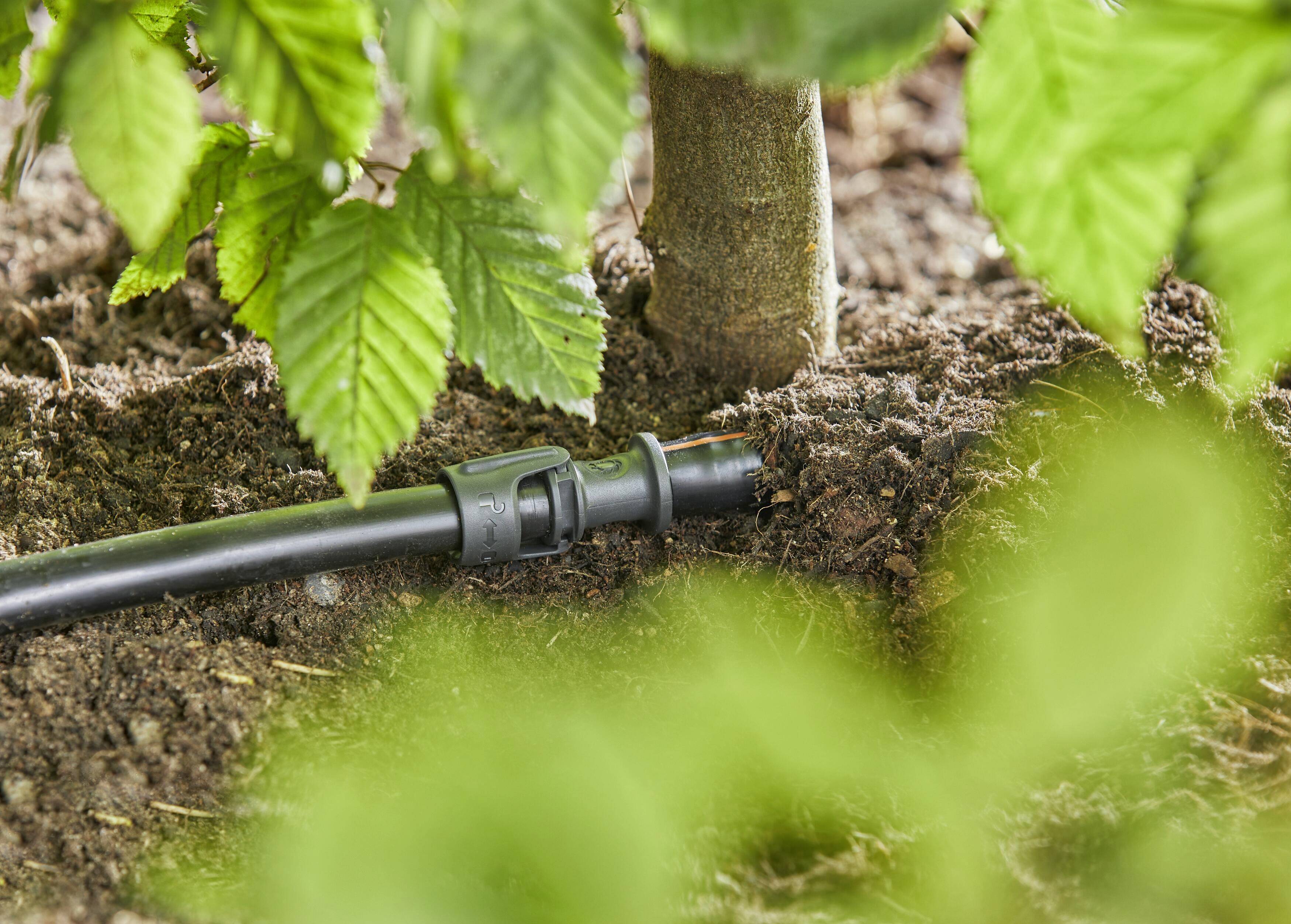 Ein schwarzer Schlauch zur Tropfbewässerung liegt an der Basis eines Baumes im Erdreich, umgeben von grünen Blättern.