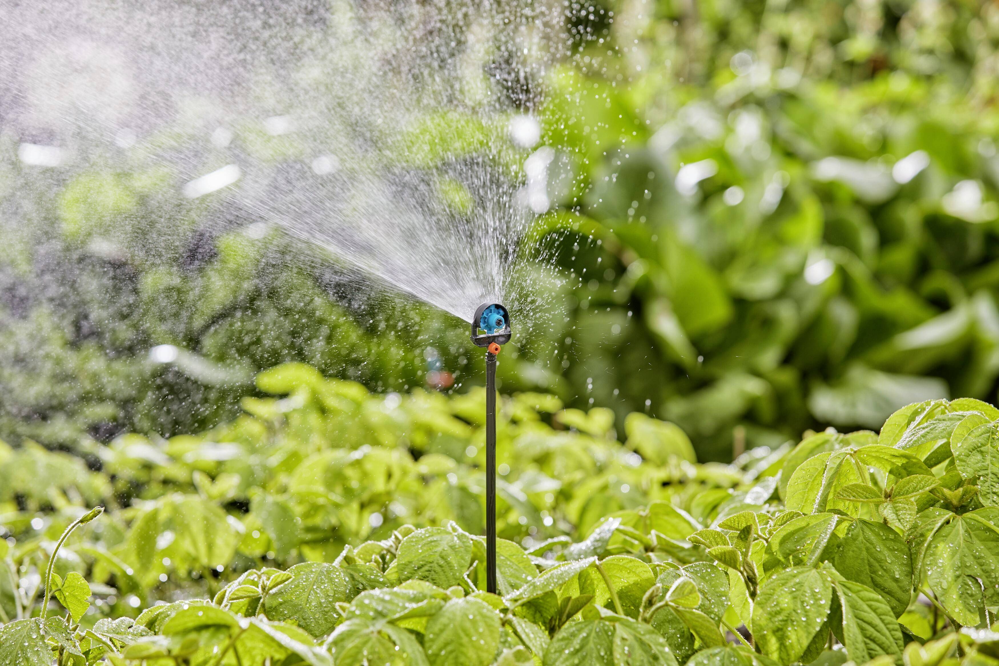 Ein Bewässerungssystem sprüht Wasser auf grüne Pflanzen in einem Garten. Die Pflanzen sind dicht und gesund, umgeben von weiteren grünen Blättern.