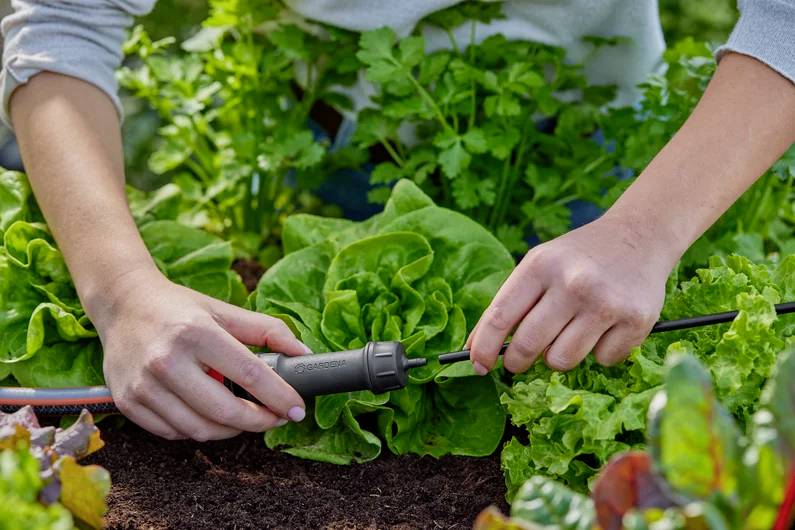 Eine Person, die ein Tropfbewässerungssystem inmitten üppiger, grüner Pflanzen in einem Garten justiert.