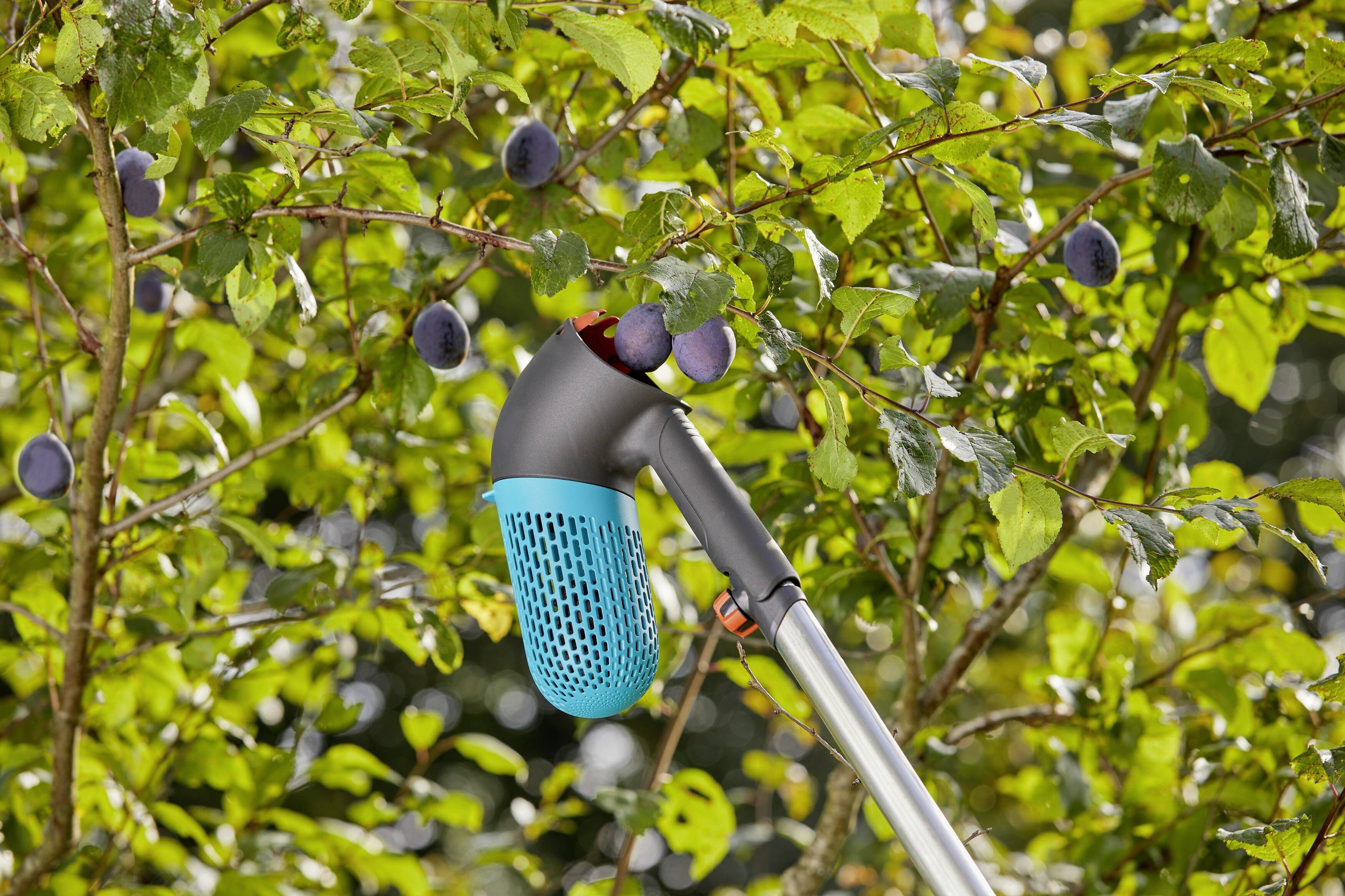 Ein Erntewerkzeug mit blauem Kopf pflückt Pflaumen von einem Baum voller reifer Früchte. Hintergrund aus grünen Blättern und Pflaumen.
