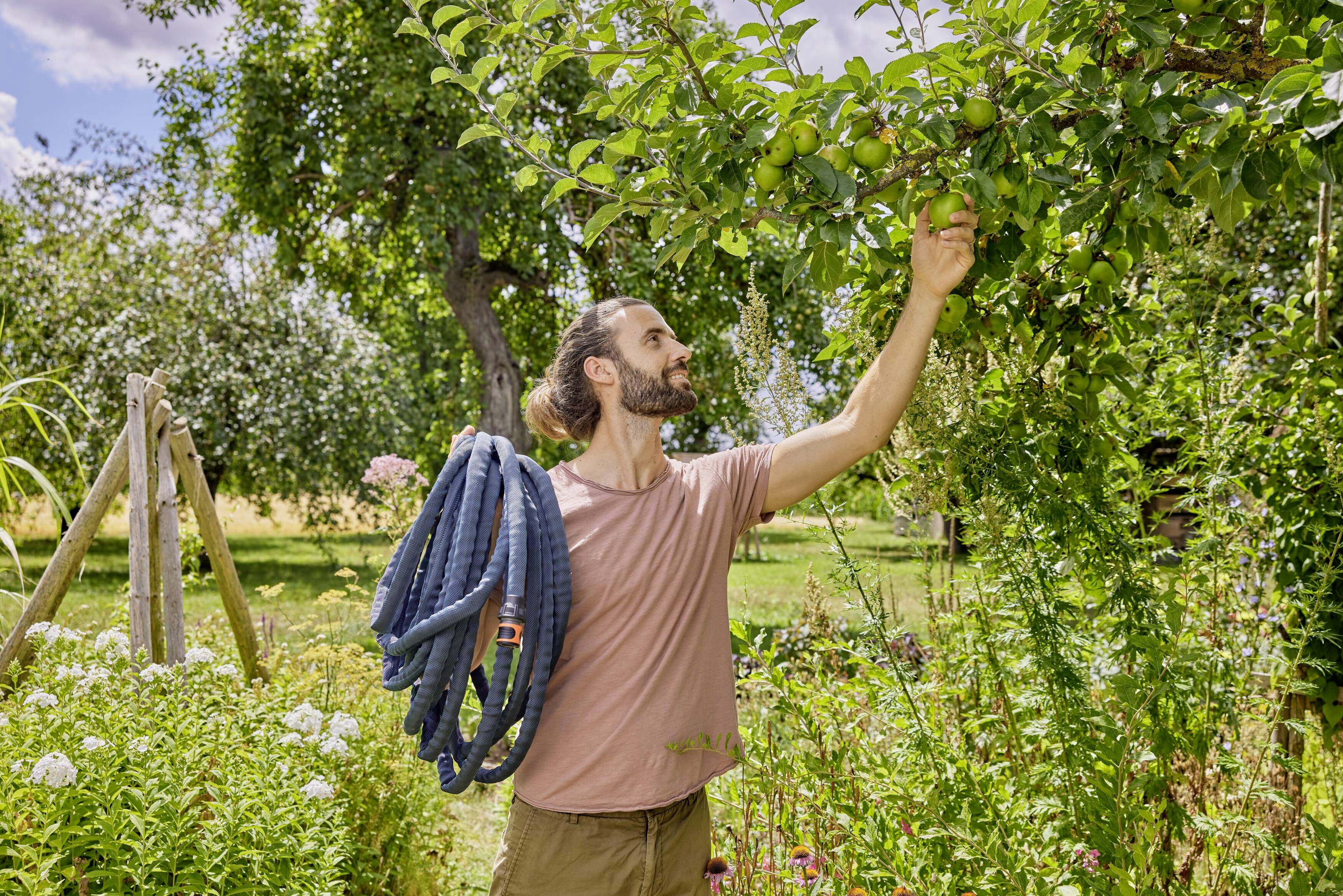 Ein Mann pflückt Äpfel von einem Baum in einem Garten, während er einen Gartenschlauch hält. Es ist ein sonniger Tag mit blühendem Grün.