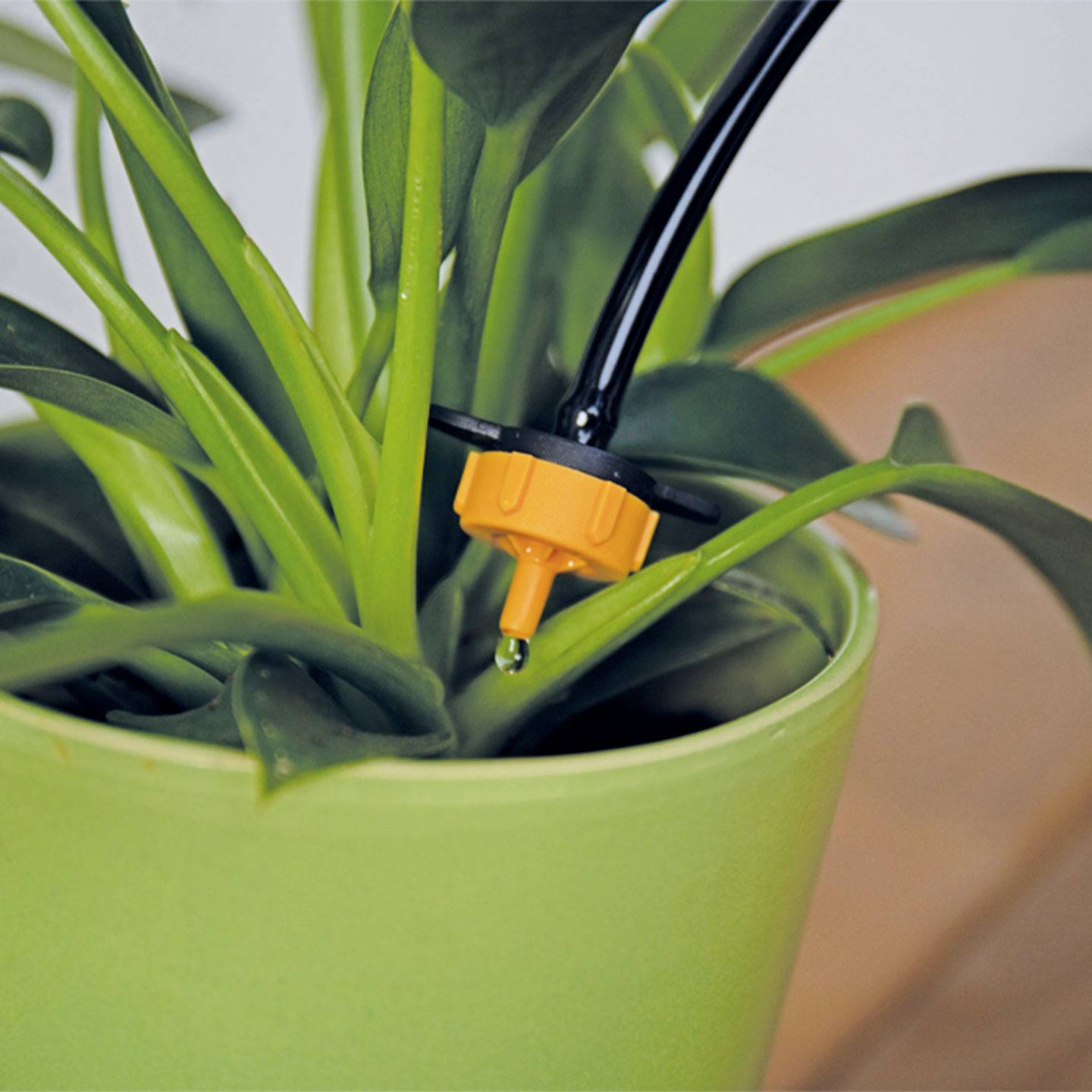 Tropfbewässerung im Einsatz