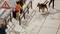 Eine Miniaturszene zeigt einen Zebrastreifen auf einem Bürgersteig mit Menschen und einem Hund. Ein Verkehrsschild ist sichtbar.