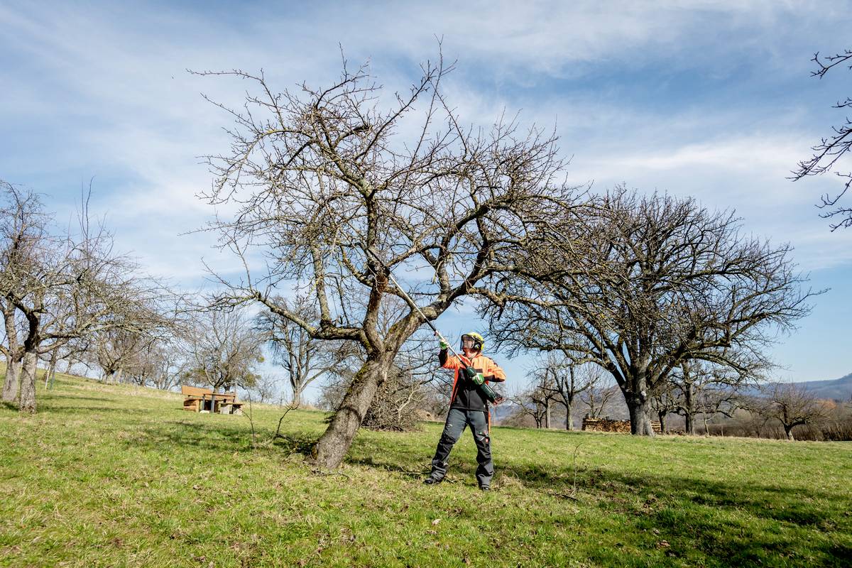 Person in Schutzkleidung schneidet Baumäste mit einer Motorsäge auf einer Wiese. Im Hintergrund sind weitere Bäume und blauer Himmel.