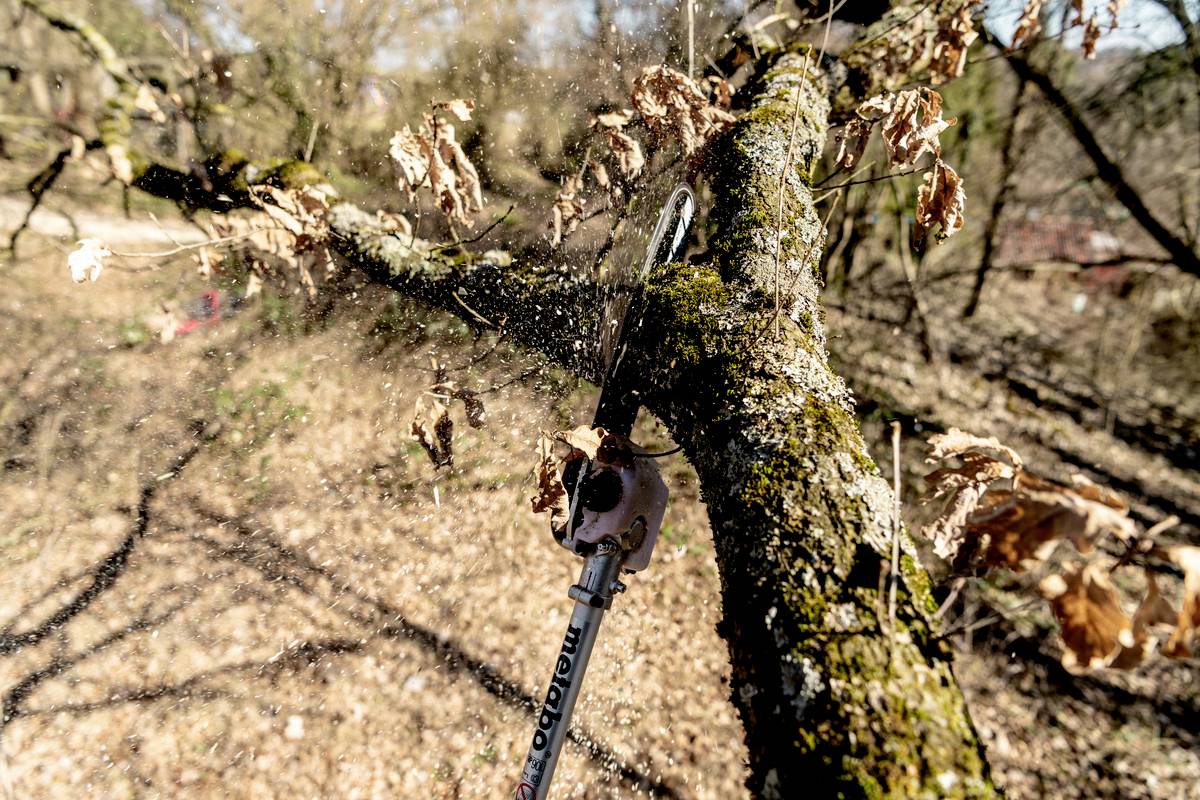 Astschneider schneidet Baumast im Wald, umgeben von trockenen Blättern.