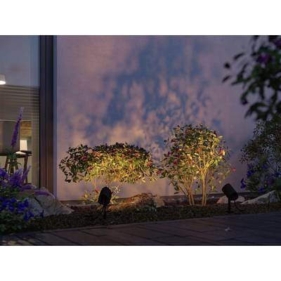 Zwei beleuchtete Sträucher im Garten bei Dämmerung, werfen Schatten an eine Hauswand. Dämmerung sorgt für stimmungsvolle Atmosphäre.