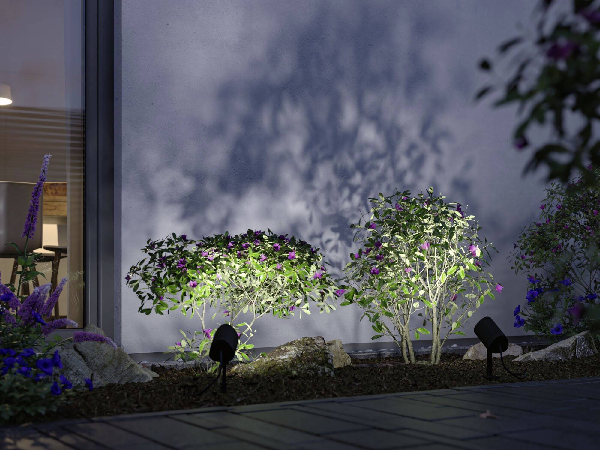 Zwei beleuchtete Sträucher mit violetten Blüten vor einer Hauswand, umgeben von dunklen Schatten und anderen Pflanzen.