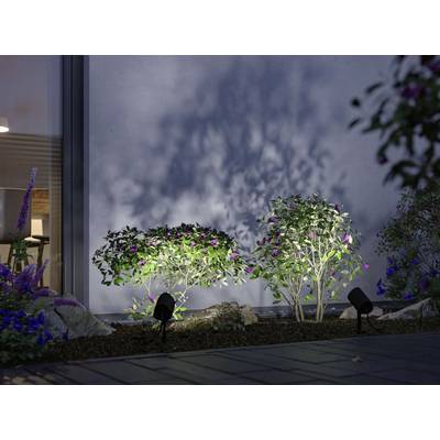 Zwei beleuchtete Sträucher mit violetten Blüten vor einer Hauswand, umgeben von dunklen Schatten und anderen Pflanzen.