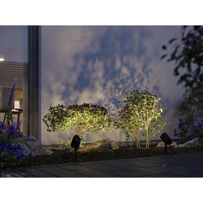 Beleuchtete Büsche bei Nacht werfen Schatten an eine Wand. Dekorative Gartenbeleuchtung hebt Pflanzenstrukturen hervor.