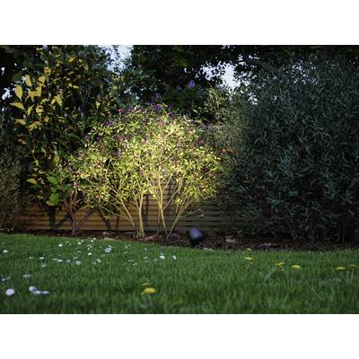 Ein Garten in der Dämmerung, ein Strauch wird von einem Bodenstrahler beleuchtet, umgeben von grüner Vegetation und einzelnen Blumen.