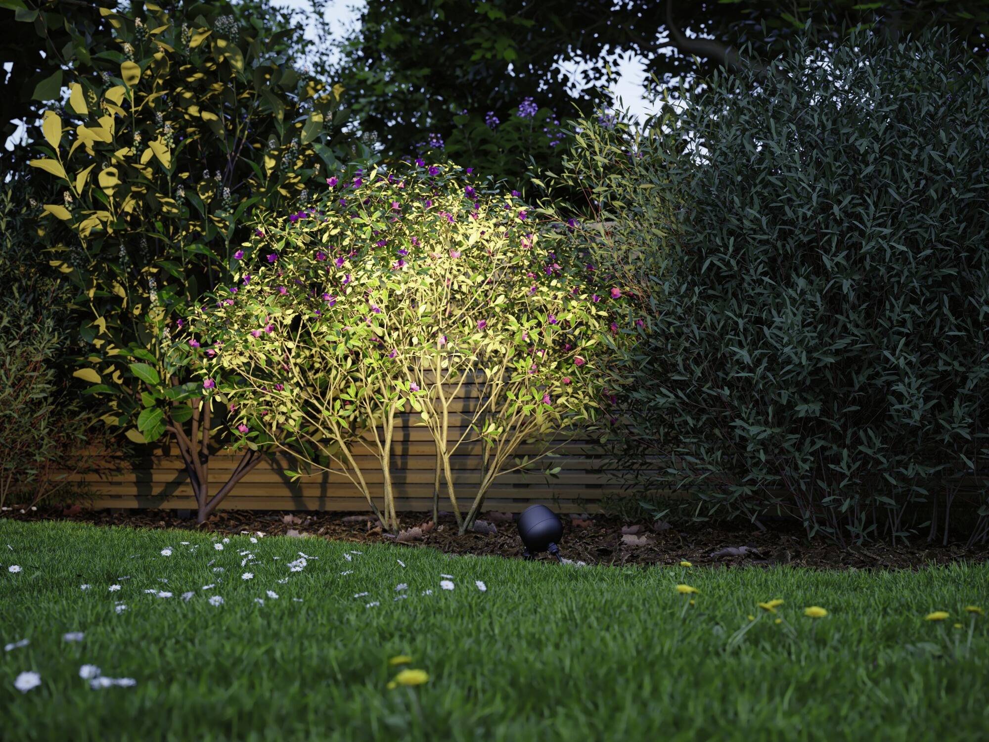 Ein Garten mit grünem Rasen und beleuchteten Sträuchern bei Dämmerung. Im Hintergrund sind dichte, dunklere Büsche erkennbar.