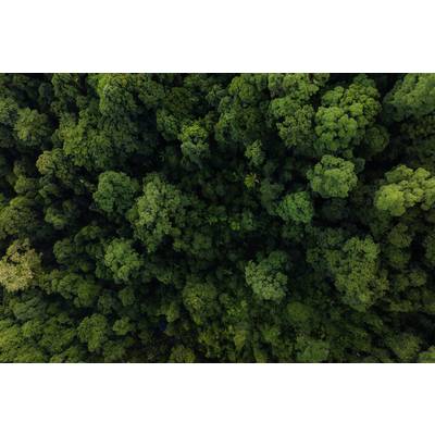 Luftaufnahme eines dichten grünen Waldes mit üppigem Blätterdach und verschiedenen Baumarten, die ein zusammenhängendes Muster bilden.