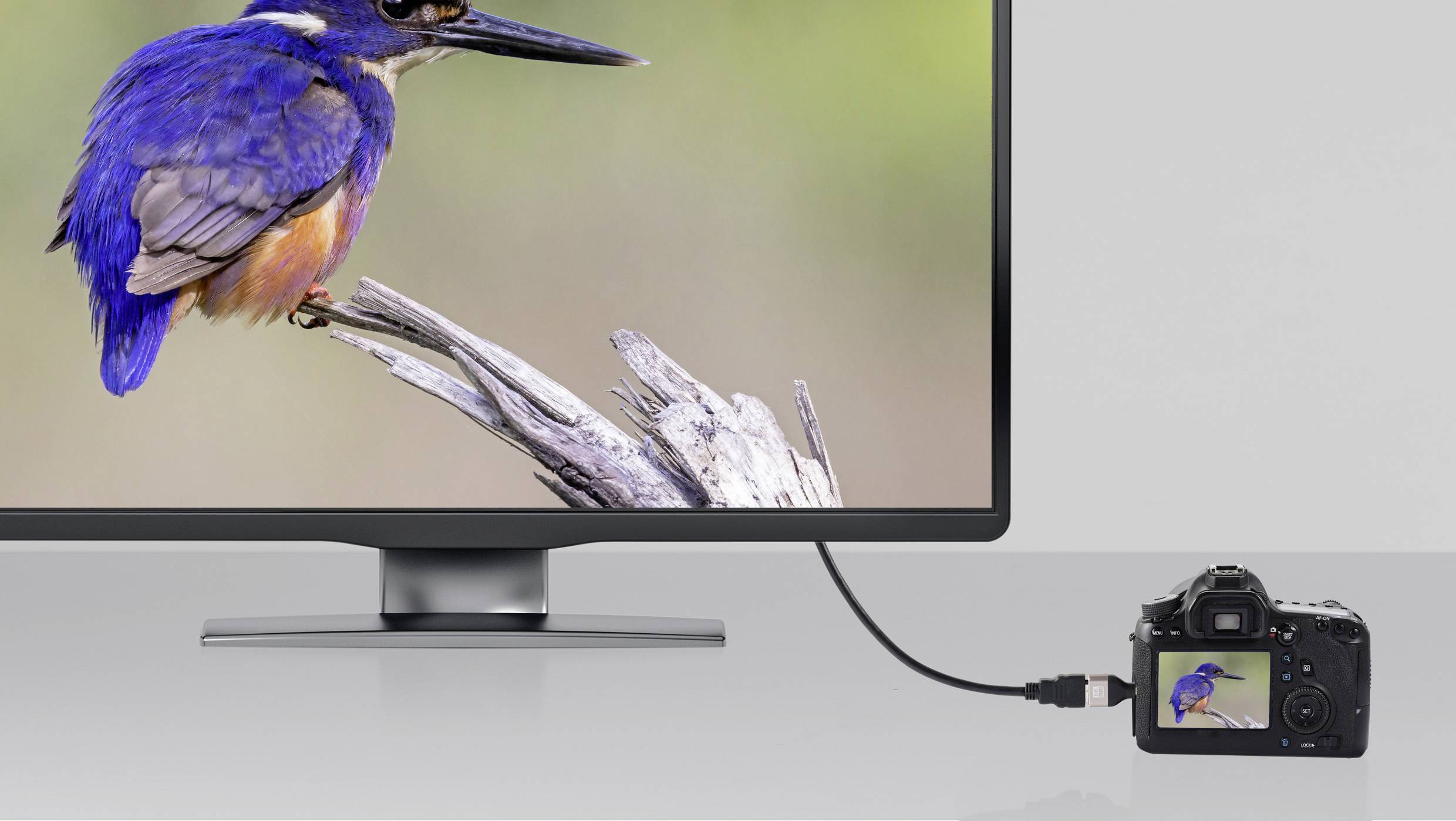 Ein Monitor zeigt einen Eisvogel auf einem Ast. Eine Kamera ist per Kabel verbunden und zeigt das gleiche Bild auf ihrem Bildschirm.