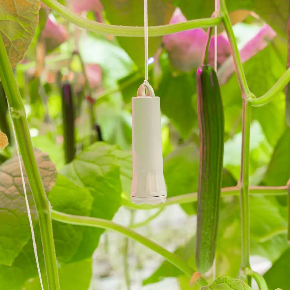 Reife Gurken wachsen in einem Gewächshaus inmitten grüner Blätter, ein weißer Sensor hängt zur Überwachung der Umgebung.