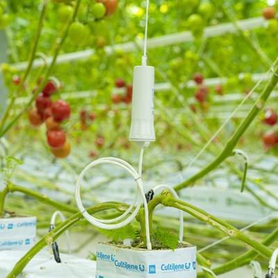 Tomatenpflanzen in einem Gewächshaus, mit roten und grünen Tomaten an den Reben. Ein Bewässerungssystem ist in Betrieb.