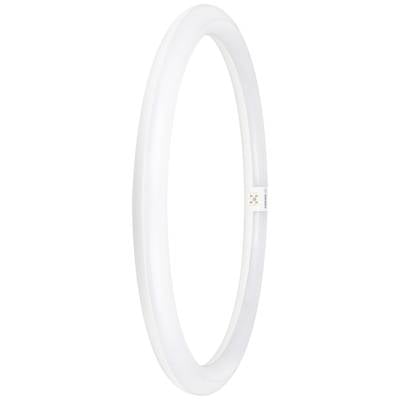 Ein weißer, ovaler Leuchtkörper in Ringform.