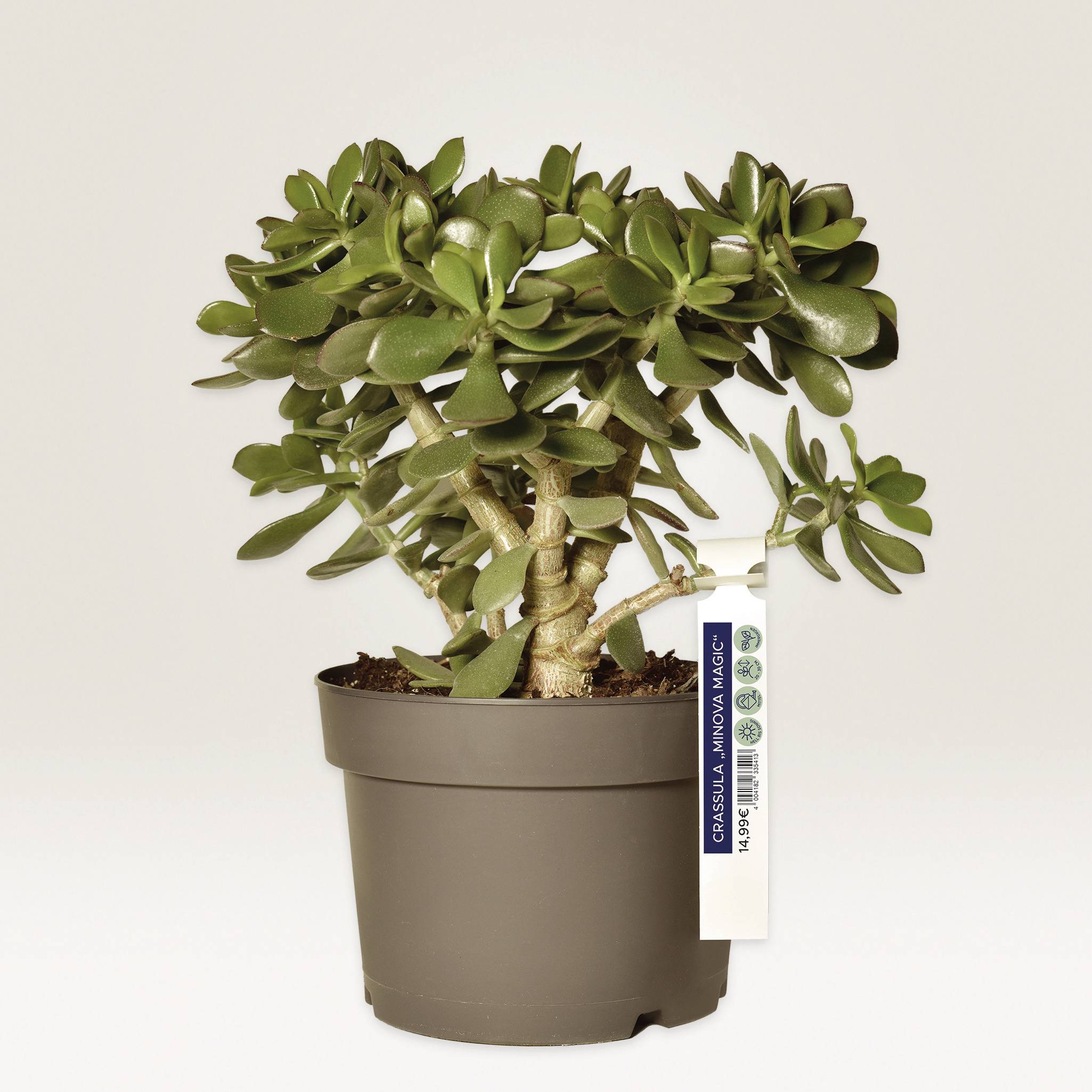 Eine grüne, kräftige Jadepflanze in einem braunen Topf mit einem kleinen Etikett, das den Namen der Pflanze anzeigt.