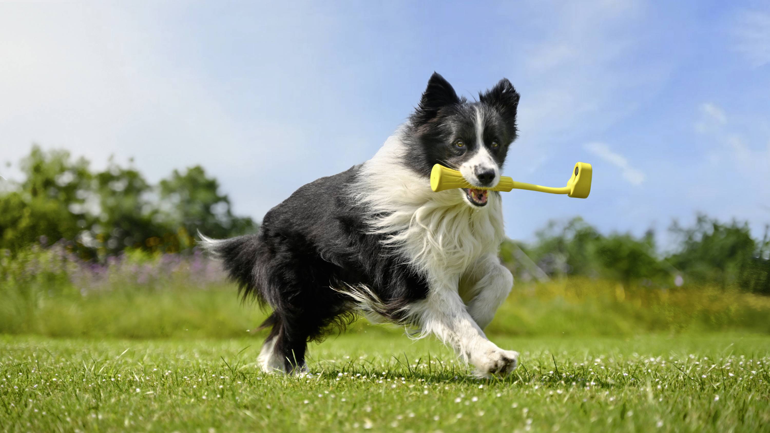 Ein schwarz-weißer Hund rennt über eine grüne Wiese mit einem gelben Spielzeug im Maul. Im Hintergrund ist ein blauer Himmel.