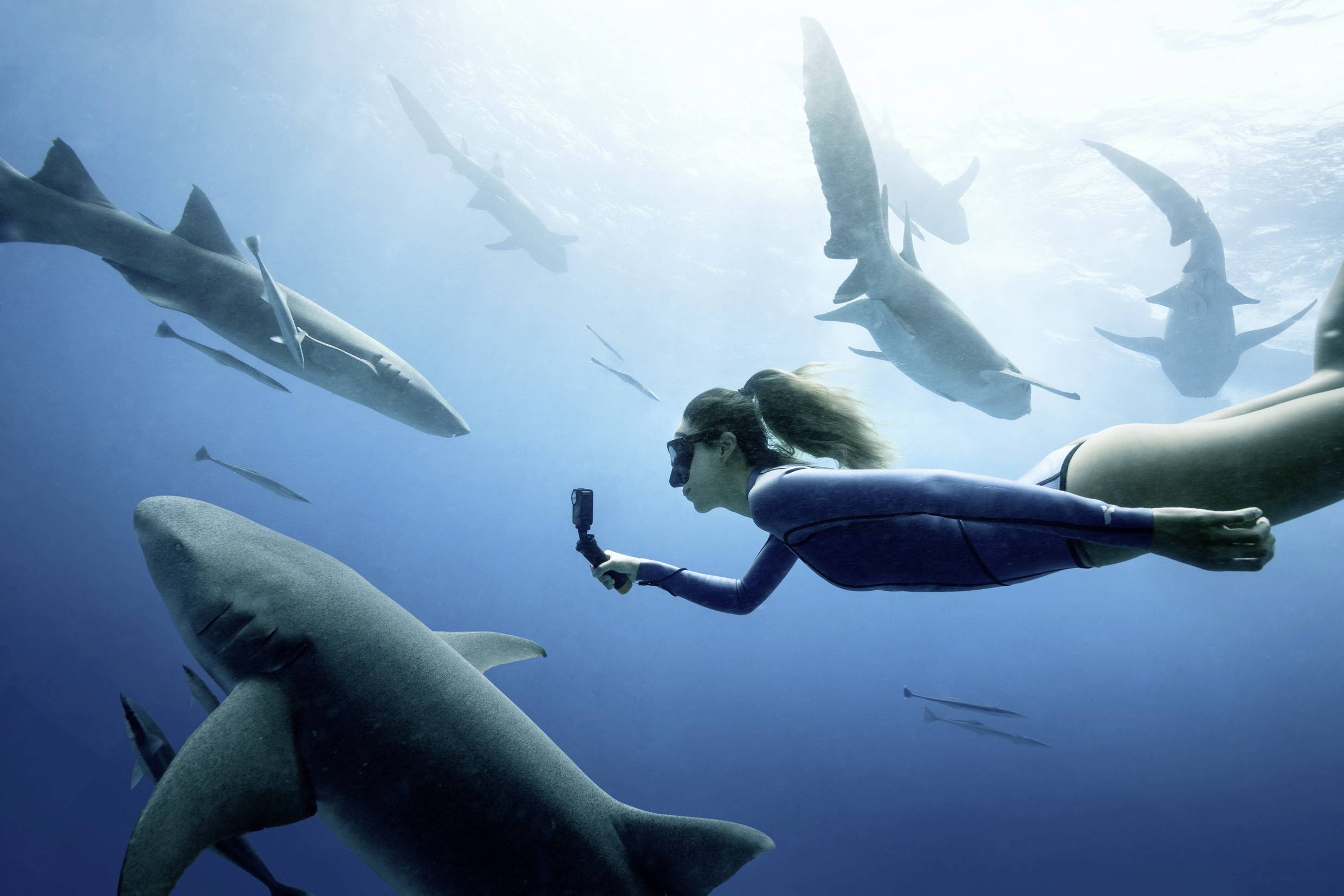 Person taucht mit Haien im klaren blauen Ozean. Sie hält eine Kamera, um die Begegnung festzuhalten. Die Haie schwimmen ruhig um sie herum.