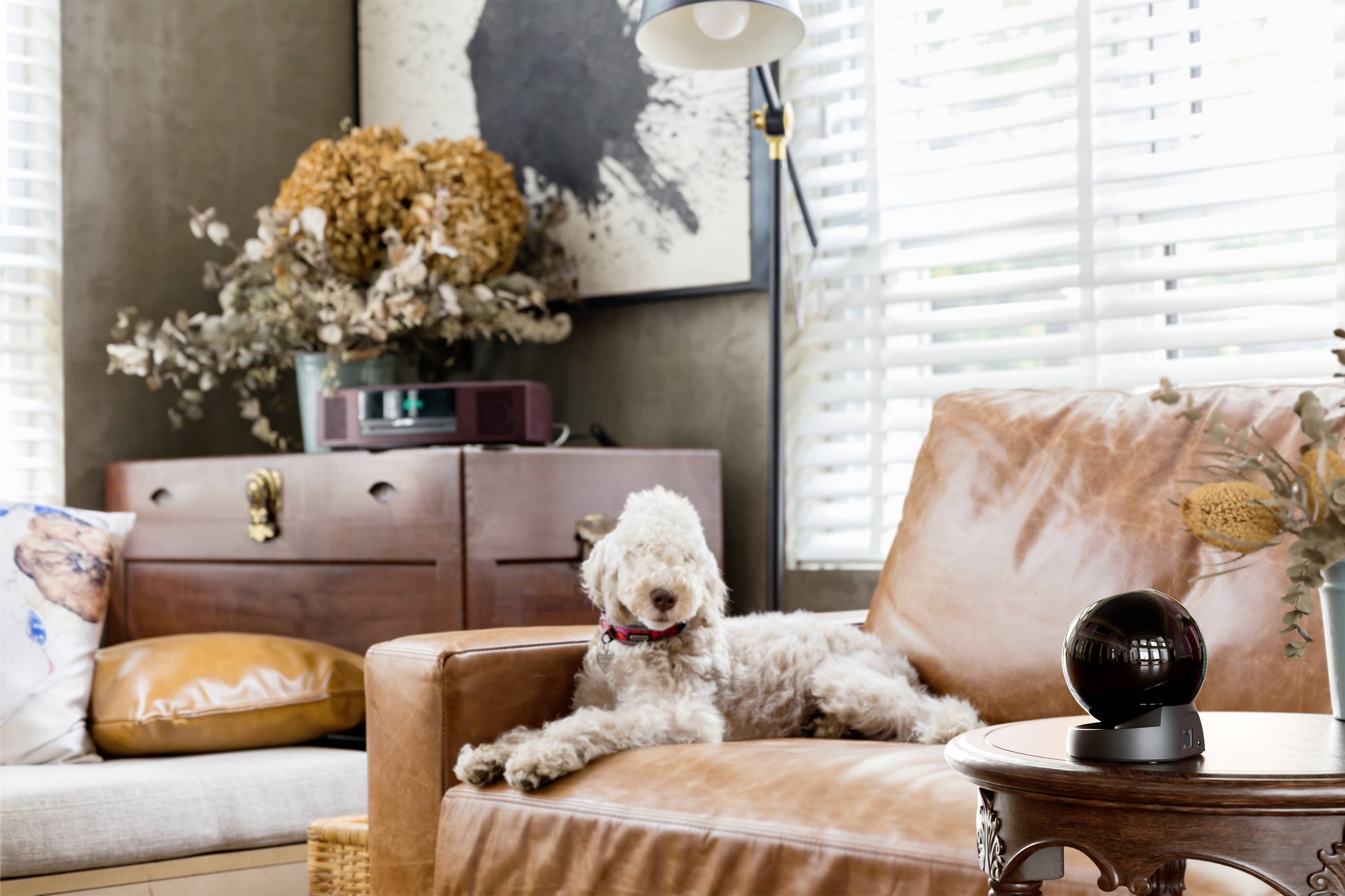 Ein Hund liegt auf einem Ledersessel in einem gemütlich eingerichteten Wohnzimmer mit Pflanzen und Kunst an den Wänden.