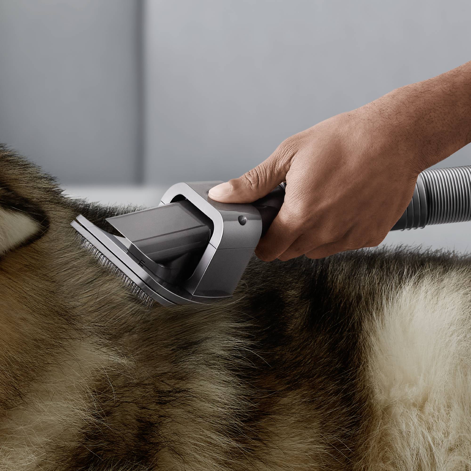 Eine Hand verwendet einen Staubsaugeraufsatz, um das Fell eines Hundes zu reinigen. Der Hund bleibt ruhig und entspannt.