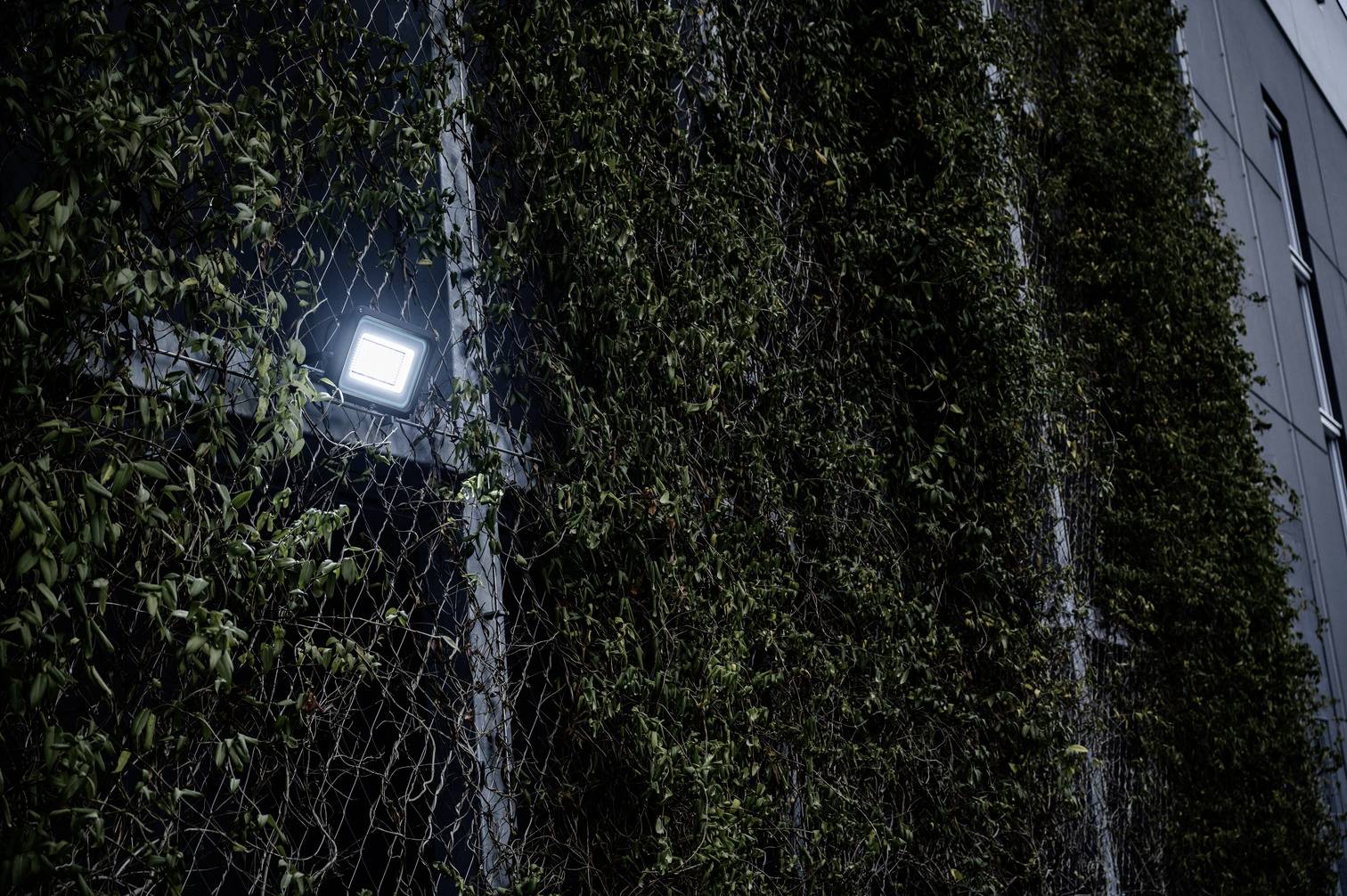 Dunkle Gebäudewand mit vertikalem Garten aus Efeu und einem einzelnen beleuchteten Licht auf der linken Seite.