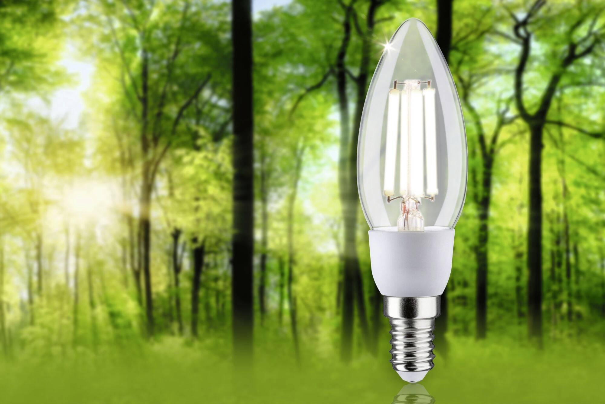 Eine Glühbirne steht vor einem unscharfen Waldhintergrund im Sonnenlicht, symbolisiert nachhaltige Energie und Naturverbundenheit.