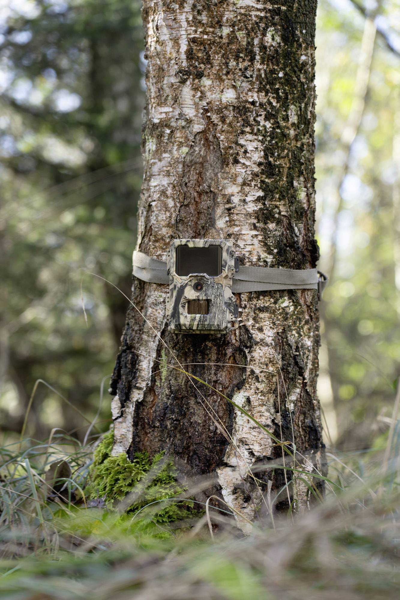 DÖRR SnapShot Mini 5.0 Pro Wildkamera 5 Megapixel Black LEDs, Tonaufzeichnung, Zeitrafferfunktion Camouflage-18
