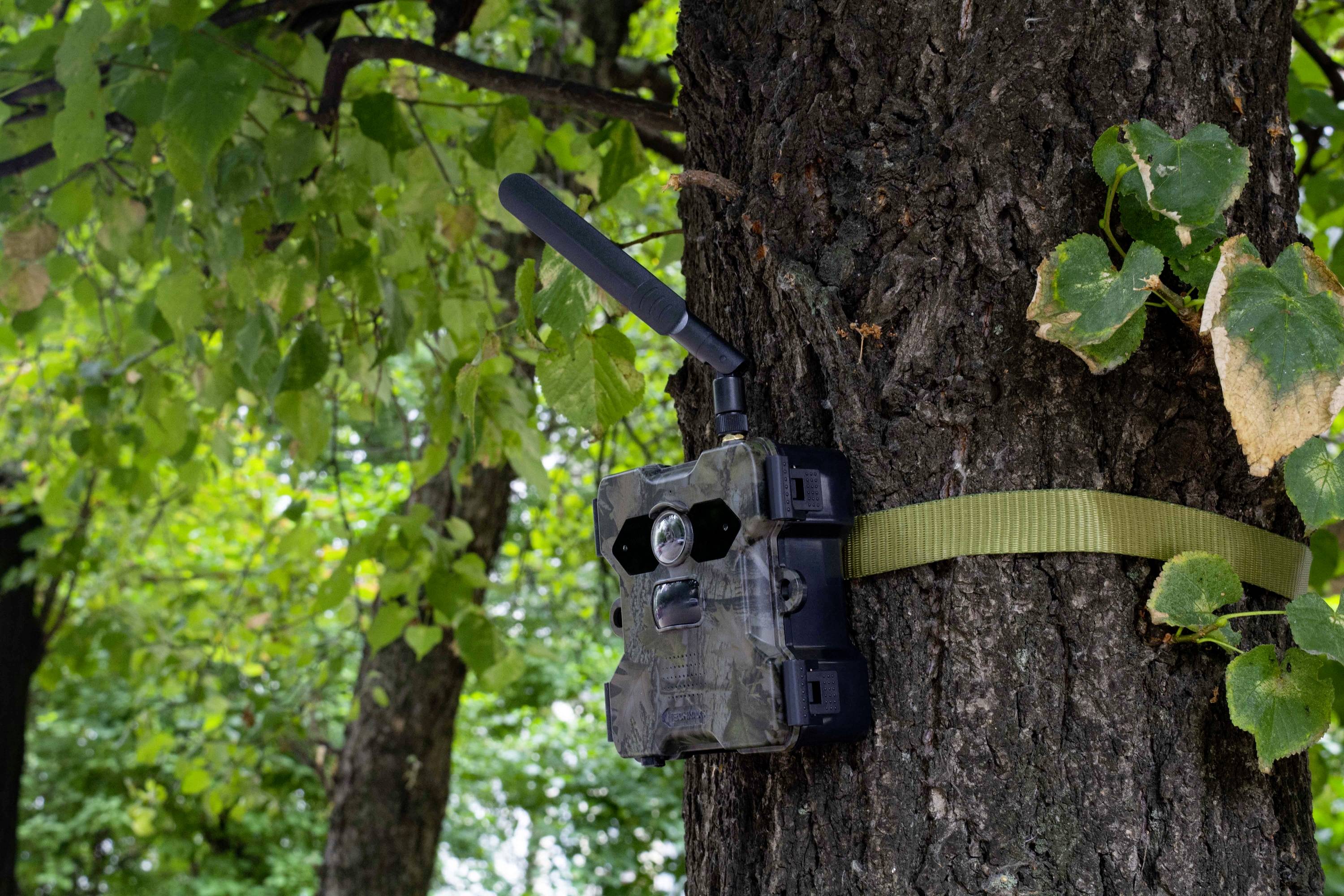 'Überwachungskamera im Wald an einem Baum befestigt, umgeben von grünem Laub, mit Antenne und Tarnmuster.'