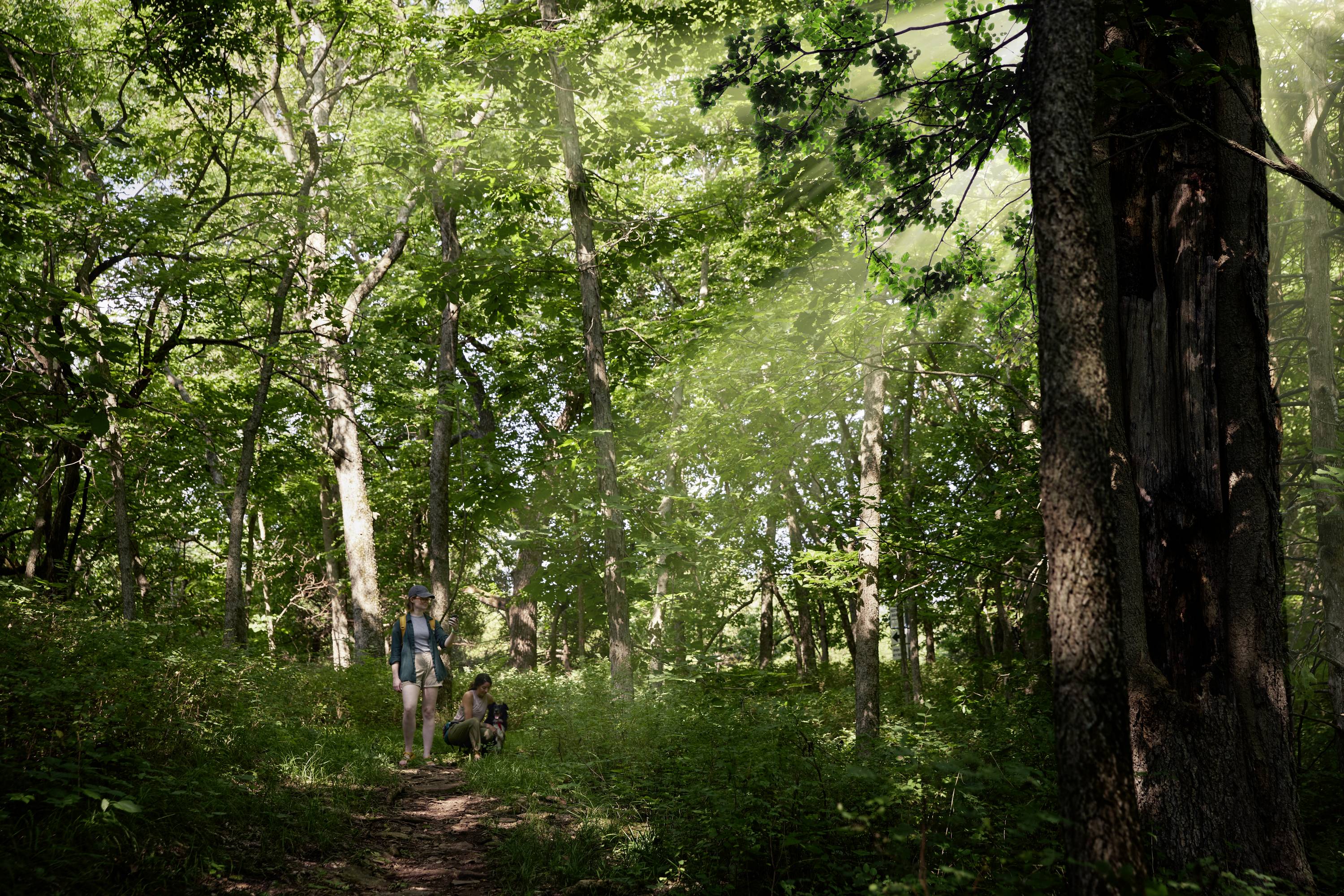 Eine Person und ein Hund spazieren auf einem Waldweg, umgeben von hohen Bäumen und Sonnenlicht, das durch das Blätterdach scheint.