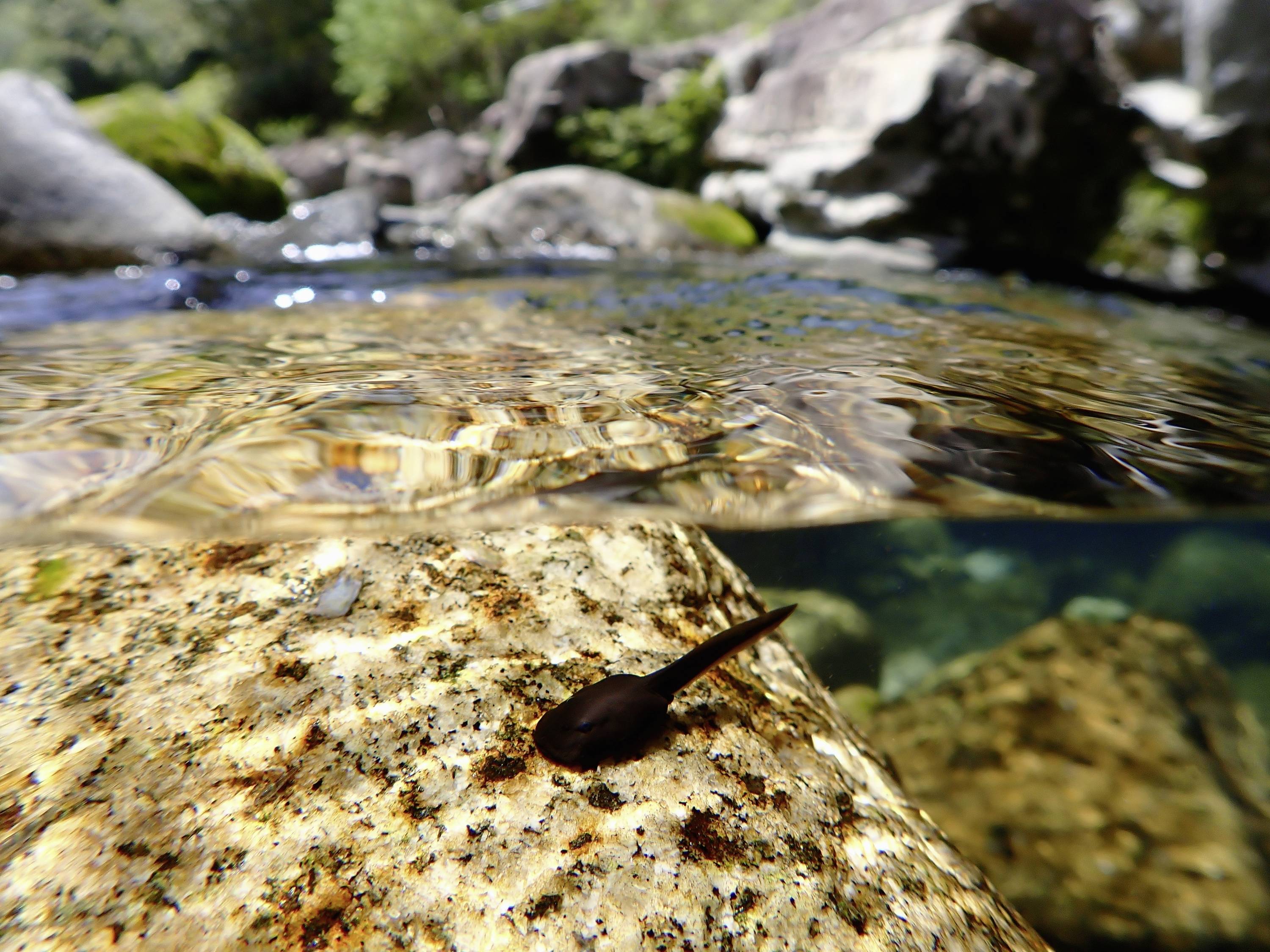 Kaulquappe auf einem Felsen im klaren Wasser eines Baches. Im Hintergrund sind Felsen und Bäume sichtbar.