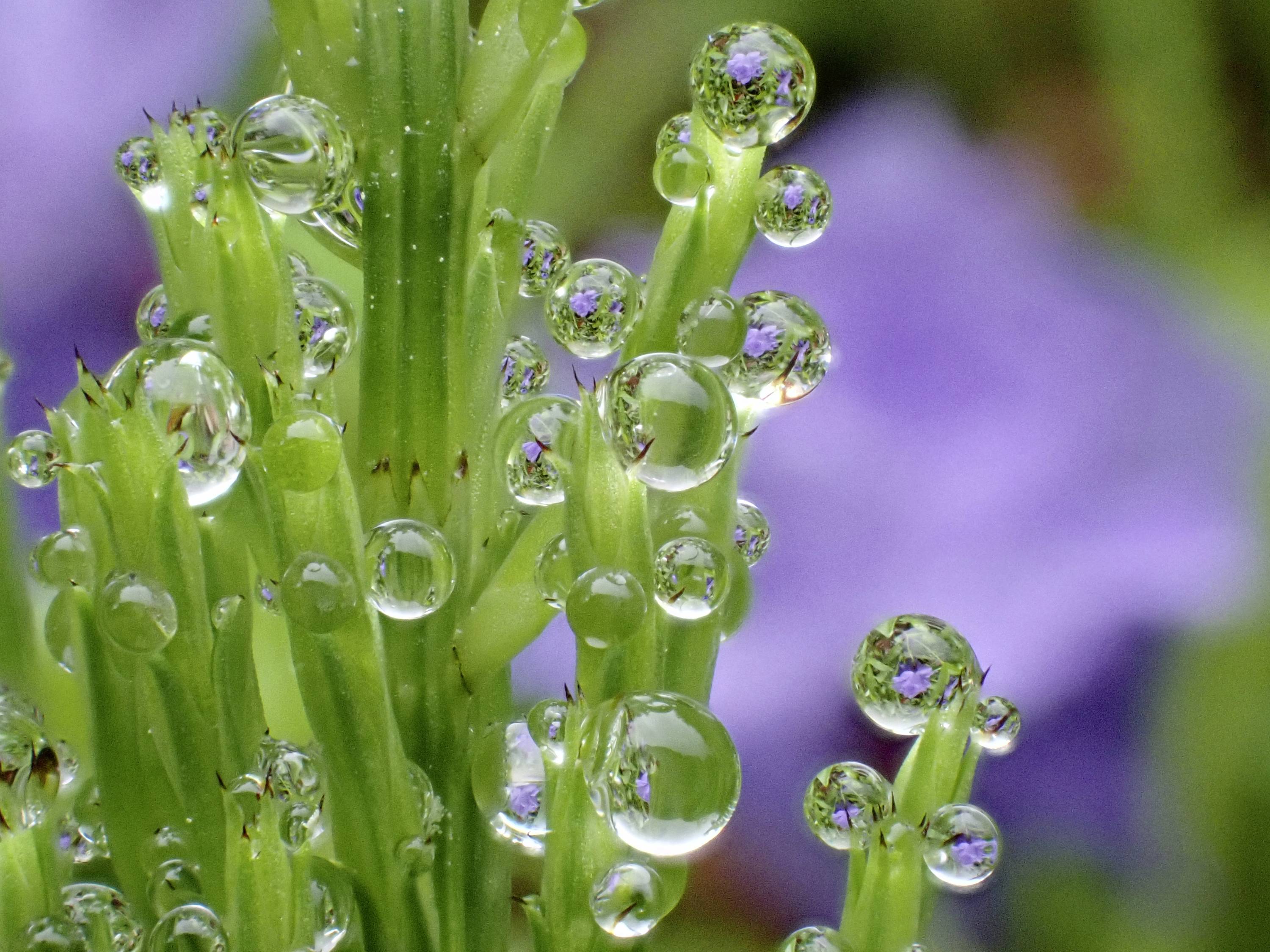 Grüner Pflanzenstängel mit Wassertropfen, die wie Lupen wirken und violette Blüten im Hintergrund vergrößern.