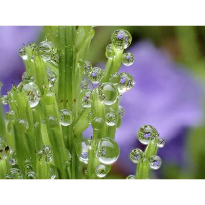 Grüner Pflanzenstängel mit Wassertropfen, die wie Lupen wirken und violette Blüten im Hintergrund vergrößern.