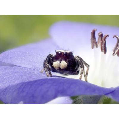 Eine kleine Spinne sitzt auf einer blauen Blume. Die Spinne schaut in die Kamera, umgeben von zarten Blütenblättern.