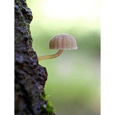 Ein kleiner Pilz wächst aus der Rinde eines Baumes, im sanften Sonnenlicht, vor einem verschwommenen, grünen Hintergrund.