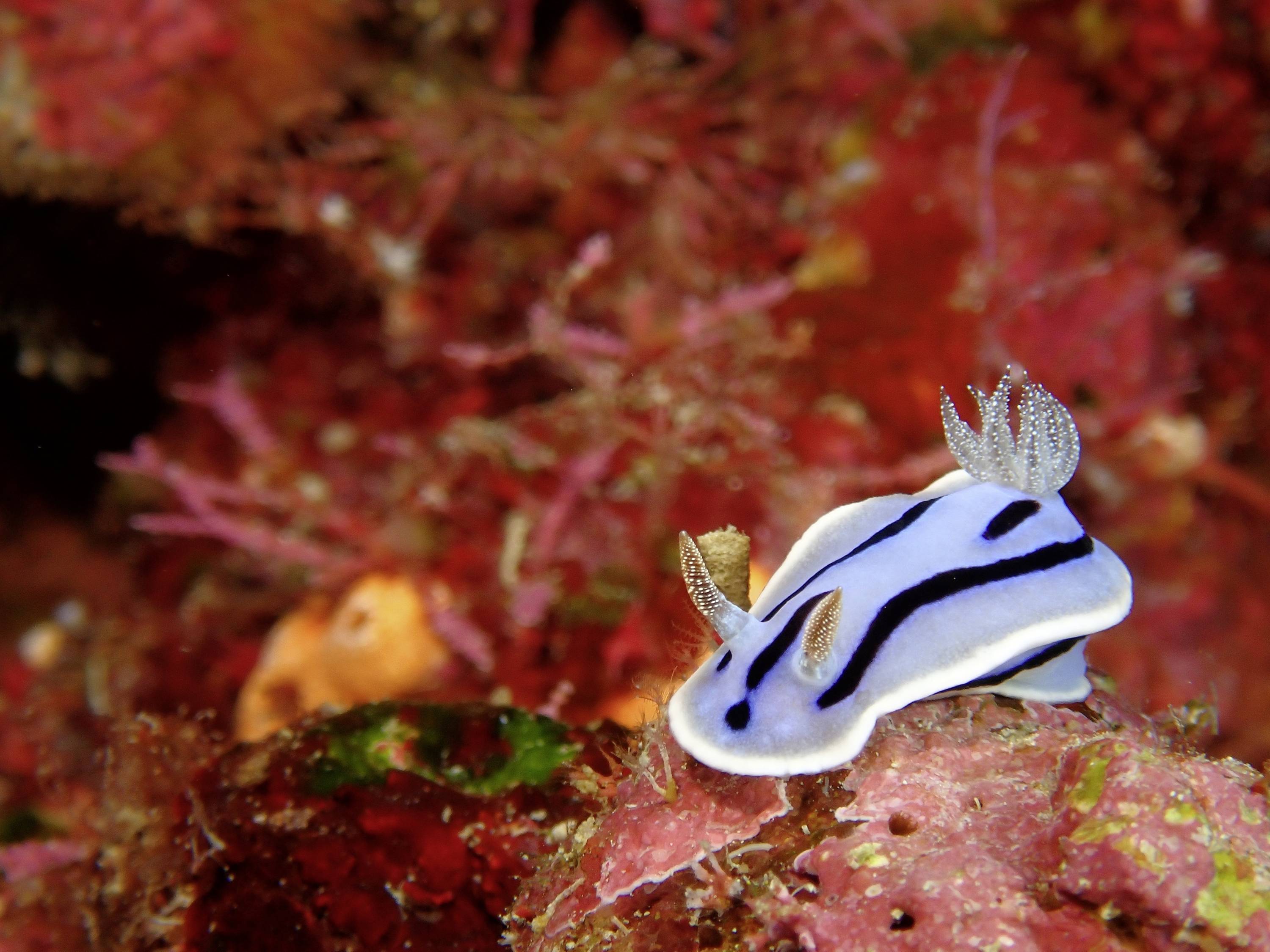 Ein mariner Nacktschnecke mit blauer Färbung und schwarzen Streifen auf einem roten Korallenriff im Ozean.