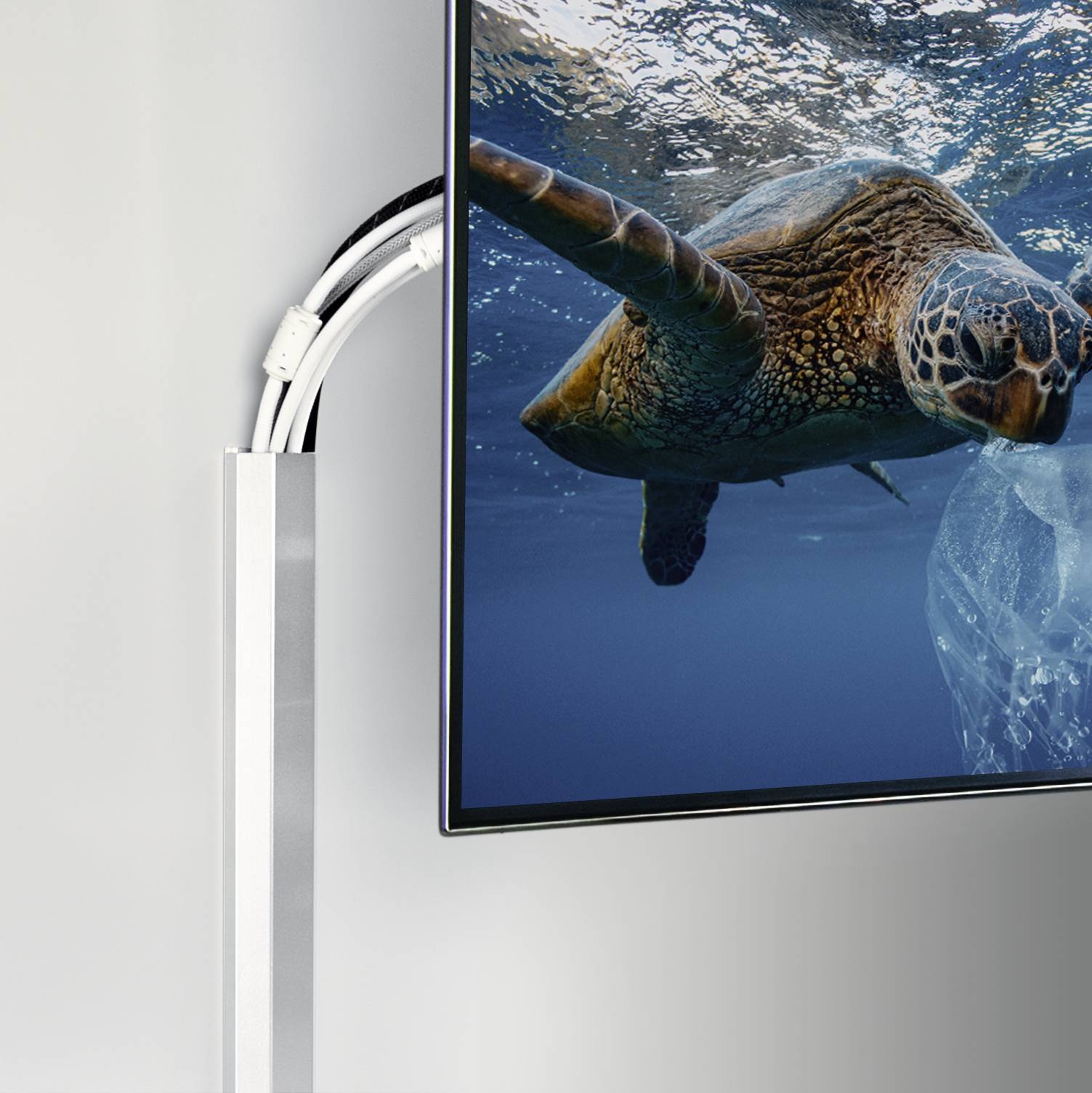 Eine Meeresschildkröte schwimmt unter Wasser, teilweise sichtbar aus einem Monitor herausragend, als wäre sie dreidimensional.