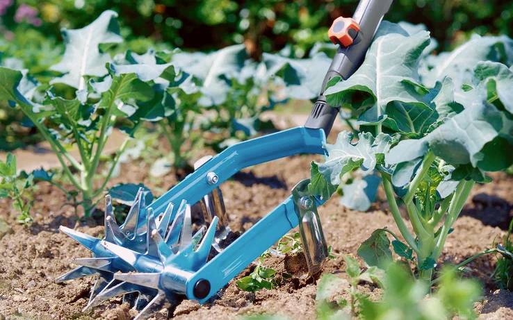 Eine Gartengeräte mit mehreren Metallspitzen wird verwendet, um den Boden um junge grüne Blattgewächse in einem Garten zu lockern.