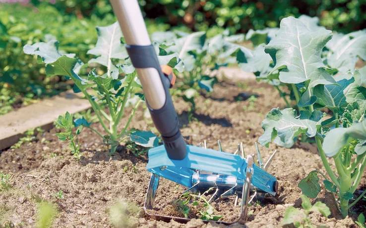 Gartenkultivator, der den Boden zwischen grünen Gemüsepflanzen in einem Beet umgräbt.