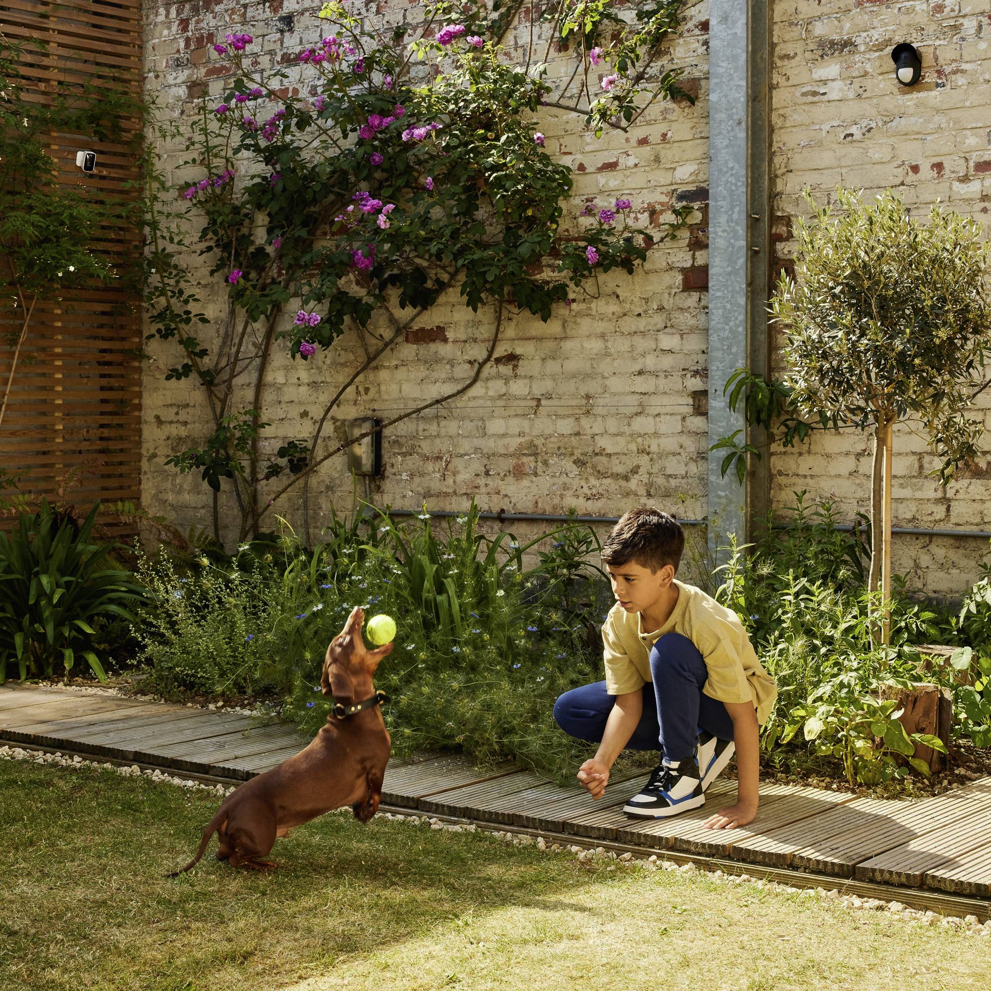 Ein kleiner Junge kniet auf einem Holzdeck in einem Garten und wirft einen Ball für einen braunen Hund, der nach dem Ball springt.