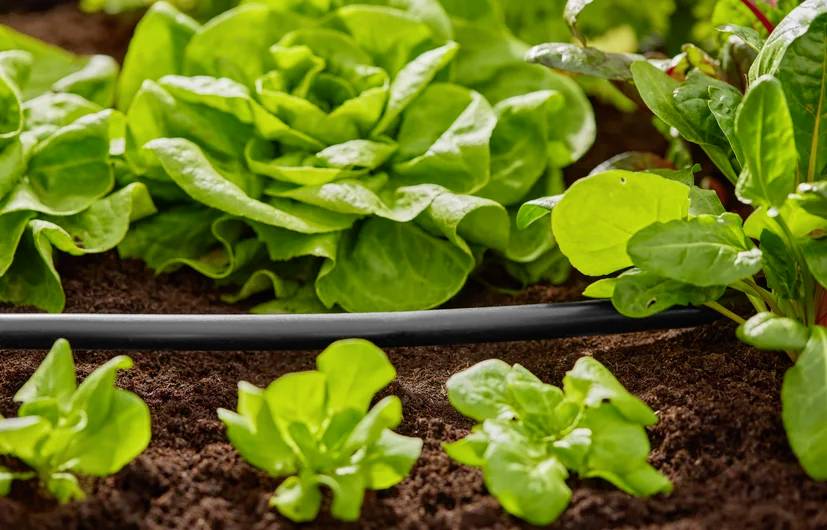 Reihen junger Salat-Jungpflanzen, die in Erde wachsen, mit einer sichtbaren Tropfbewässerungslinie, was eine Garten- oder Landwirtschaftssituation andeutet.