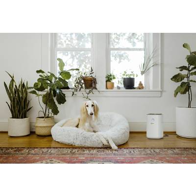 Ein Hund liegt in einem weißen, flauschigen Bett vor einem Fenster, umgeben von Zimmerpflanzen.