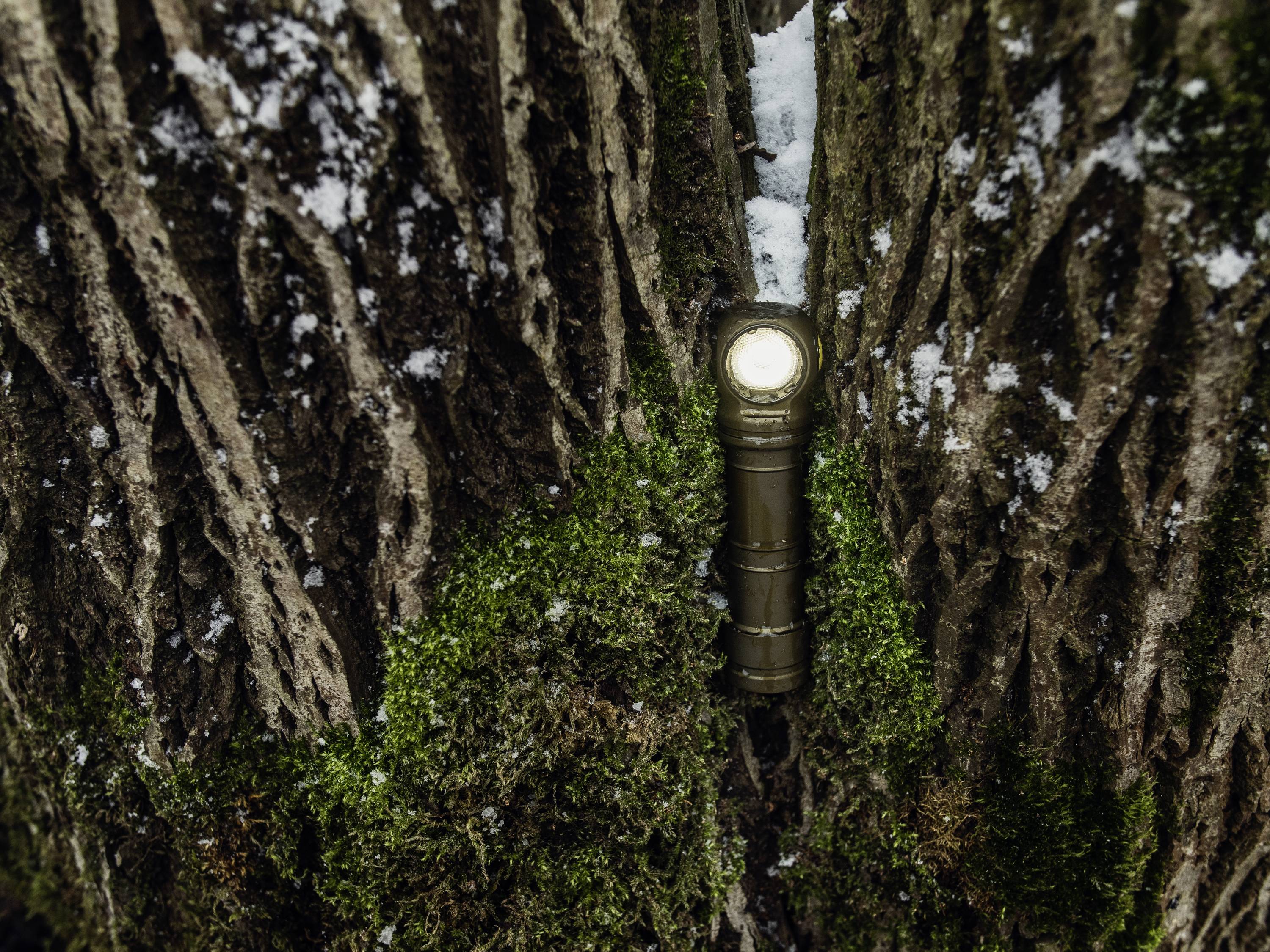 Taschenlampe leuchtet zwischen den Rillen eines Baumstamms hervor, umgeben von Moos und etwas Schnee.