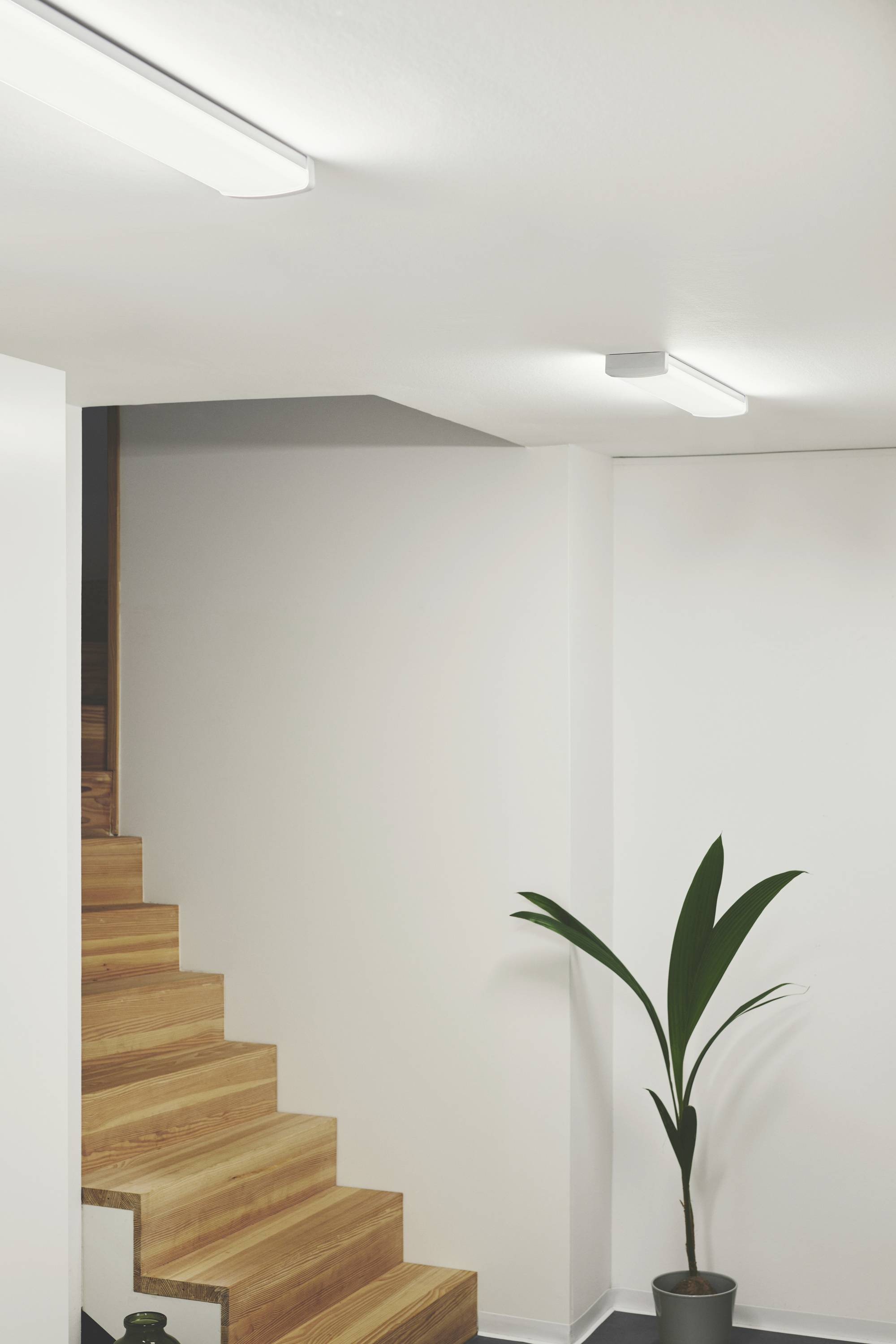 Holztreppe führt in hell beleuchteten Raum. Eine Topfpflanze steht daneben. Moderne, minimalistische Einrichtung.