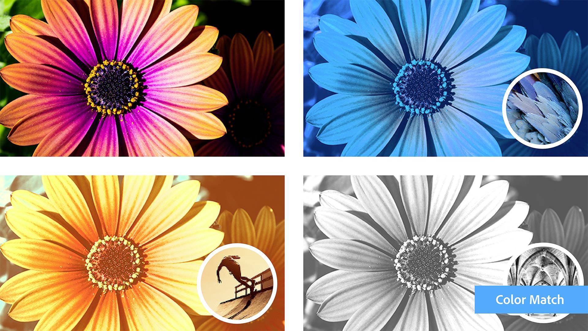 Adobe Photoshop Elements 2024 Deutsch WIN/MAC-4