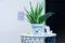 Eine Aloe Vera Pflanze in einem weiß verzierten Topf auf einem runden Tisch. Daneben ein kleiner Kaktus-Dekor. Wand im Hintergrund.