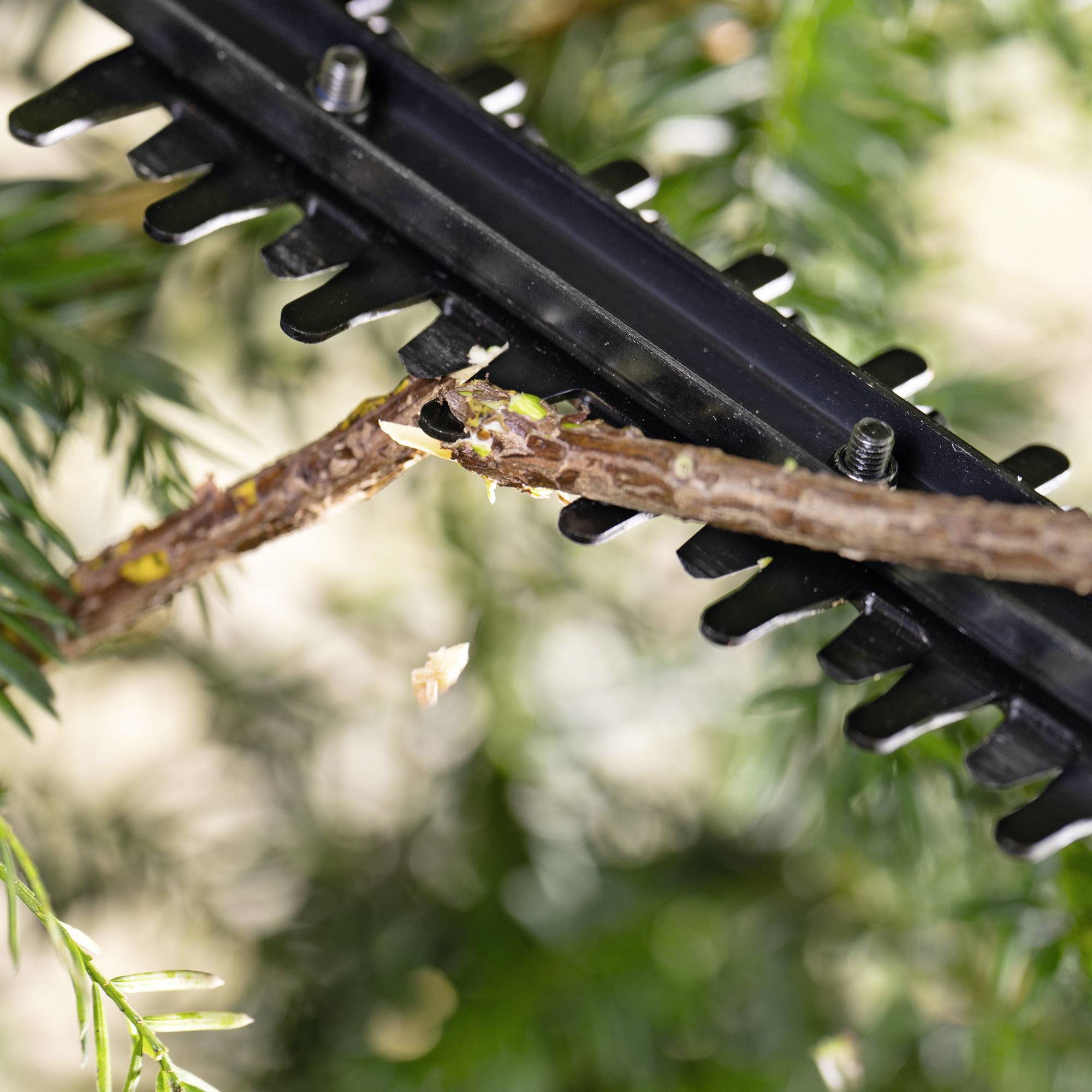 Eine elektrische Heckenschere schneidet einen Ast ab. Blätter und Holzspäne fliegen herum.